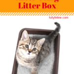 Cat Litter Box Habits: Does Your Cat Poop and Dash?