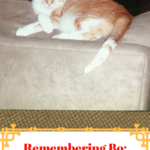 Bo Remembered: Life With My Soul Kitty