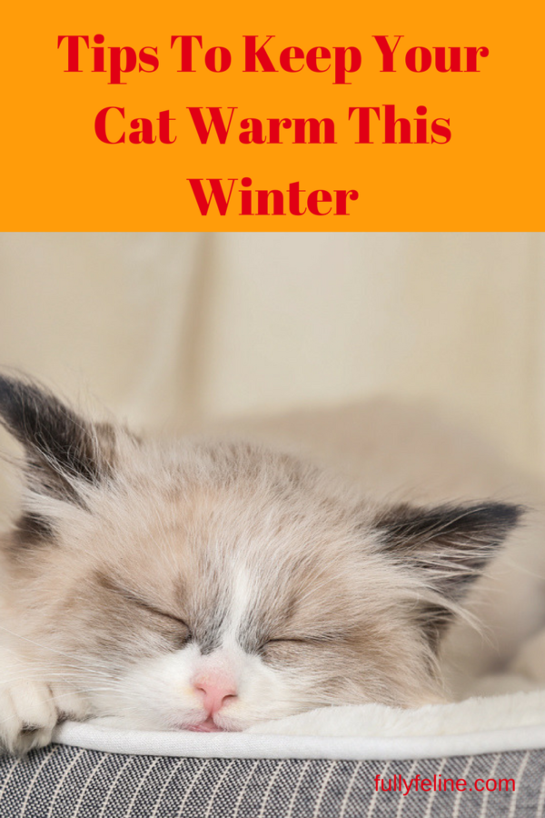 keeping-cats-warm-keep-your-cat-comfortable-this-winter-fully-feline