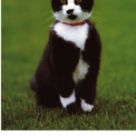 White House Cats: Presidential Life From Feline Purrspective