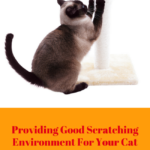 Why Do Cats Scratch?
