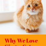 Ginger Cats: Reasons Why We Love Them