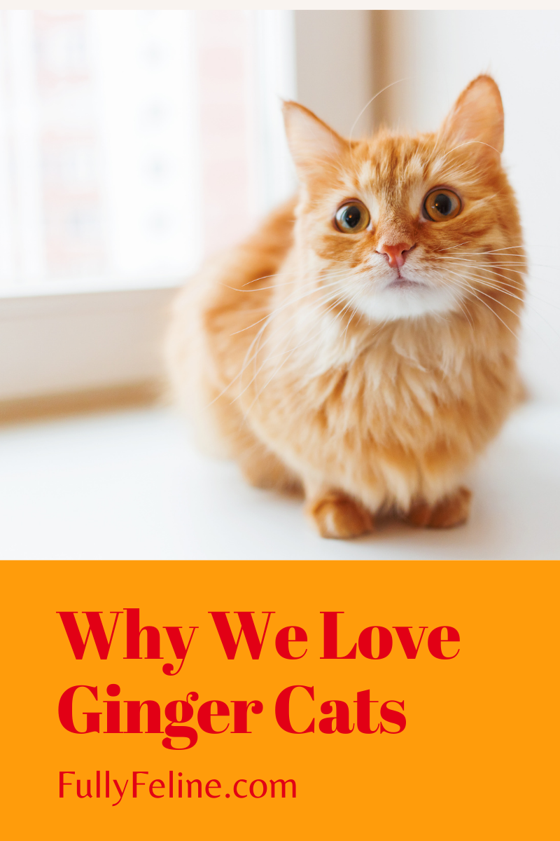 Ginger Cats: Reasons Why We Love Them