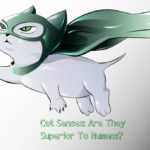 Cat Senses: Are They Superior to Humans?
