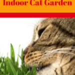 Indoor Cat Garden: Creating A Space Your Cat Will Love