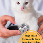 High Blood Pressure In Cats: How to Stop It In Its Tracks