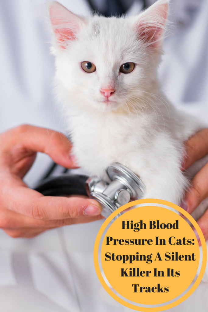 high blood pressure in cats