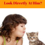 Cat Behavior: Don’t Stare At Me!