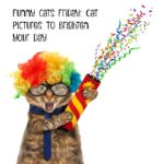 Funny Cats To Brighten Your Day