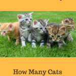 How Many Cats Are Too Many?