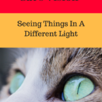 Cat’s Vision:  Seeing Things in a Different Light