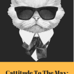 Cattitude To The Max: Fun Cats of the Week