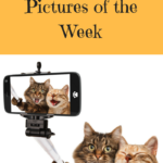 Funny Cat Pictures of the Week