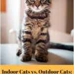 Indoor Cats vs. Outdoor Cats: Top Reasons to Keep Your Cat Inside