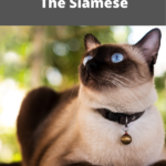 Siamese Cats: Chatty, Lovable and Full of Personality