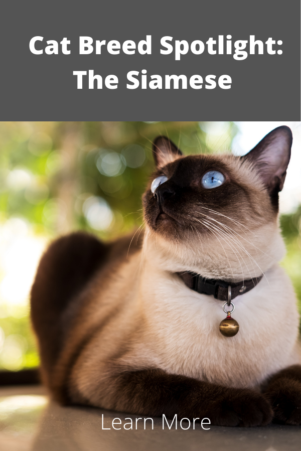 Siamese cat bred with siamese cat image on white background