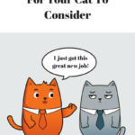 Cat Careers: 5 Great Choices For Cats To Consider