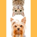 Cats and Dogs Living Together: Can We All Just Get Along?