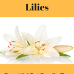 Easter Lilies: Beautiful But Deadly For Cats
