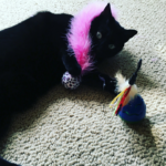 Feline Point of View: Henri’s Letter To His People