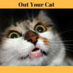 Stressed Out Cats: Behaviors That Freak Out Cats