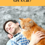 Becoming A Cat Guardian: Are You Truly Ready?