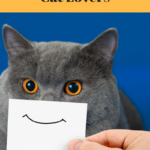 Limerick Day: Limericks For Cat Lovers