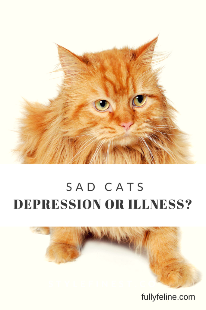 Depression in Cats Mood Disorder Or Underlying Medical Condition