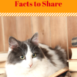 Cat Trivia: 9 Unusual Cat Facts To Share