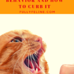 Why Cat Bite: What’s Behind the Behavior and How To Curb It