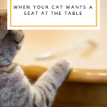 Cat Safe Foods: When Your Cat Wants Seat At Dinner Table