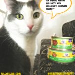Celebrate With Wellness® As #HealthyMeetsHappy In Year of the Cat