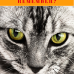 The Cat Brain: What Do They Remember?