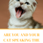 Cat Communication: More than Just Meows, He Speaks Purr-fect Body Language