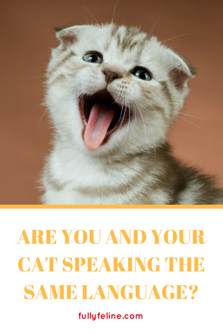 How To Say Go Away In Cat Language