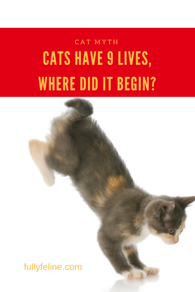 DOES THE CAT DIE IN NINE LIVES visual data 6