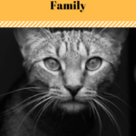 Feral Cats: Are You Ready To Open The Door: Yes or No?