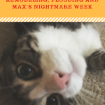 Cat Home Safety: Remodeling, Flooding and Max’s Nightmare Week
