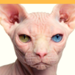 Sphynx Cat Care: 7 Things To Be Aware Of Before Adding One To Your Family