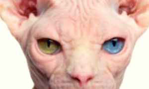 Sphynx Cat Care: 7 Things To Be Aware Of Before Adding One To Your Family