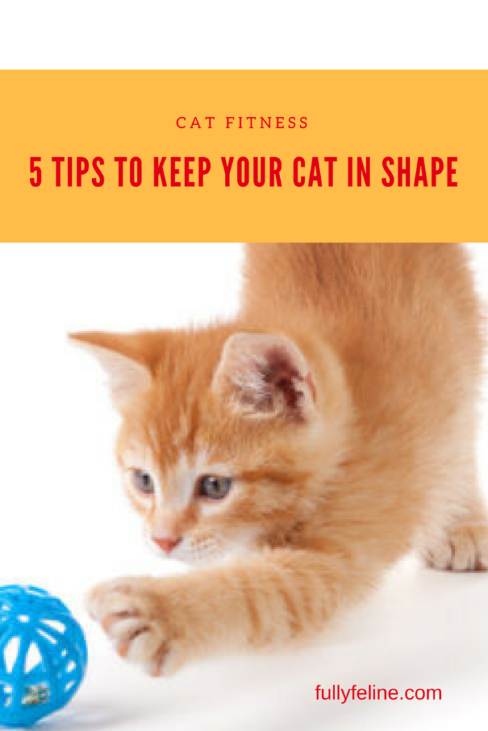 5 Cat Fitness Tips Don't Break a Sweat Getting Your Cat to Exercise