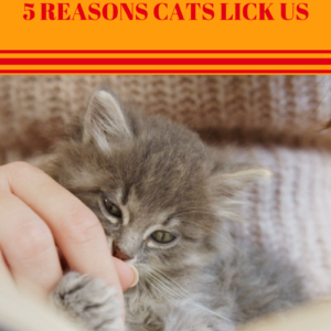 Feeling Peeled Alive? 5 Reasons Why Cats Lick Us