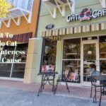 Orlando Cat Cafe: Serving Up Cuteness With A Cause