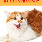 Cat Spraying: Why Your Cat Marks His Territory