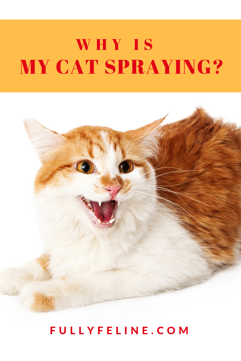 cat spraying