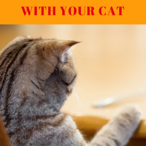 Human Foods Safe For Cats: 6 Options To Consider