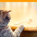 Are You Going to Eat That? 6 Human Foods Safe For Cats