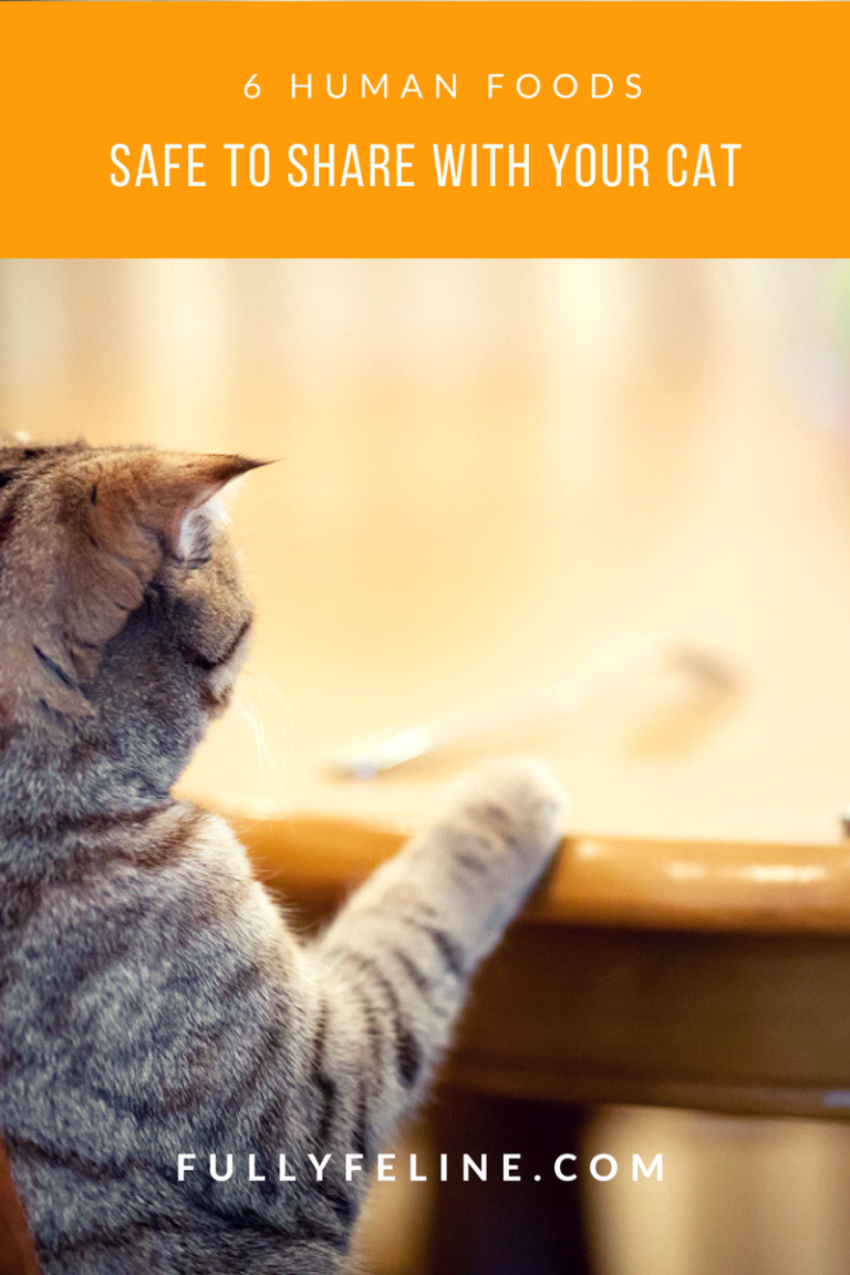 Are You Going to Eat That? 6 Human Foods Safe For Cats Fully Feline