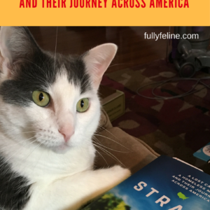 Review of Strays: A Lost Cat, A Homeless Man And Their Journey Across America By Britt Collins