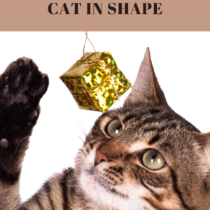 5 Cat Fitness Tips: Getting Your Cat to Exercise